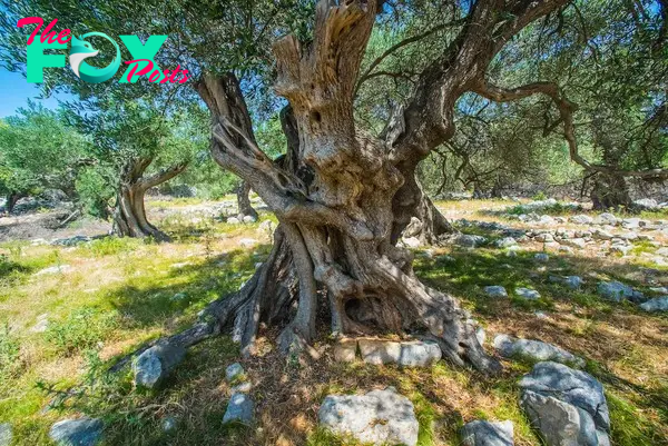 Ancient Olive Groves