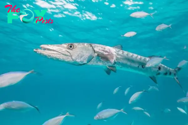 Barracuda with group of fish in the middle of a sea