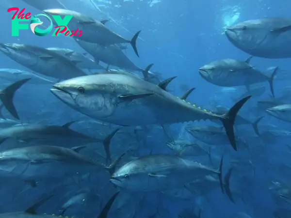 Group of tuna swimming fast in the ocean