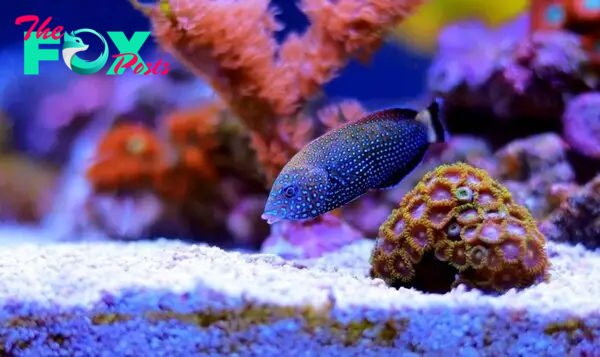 Wrasse swimming down the pebbles