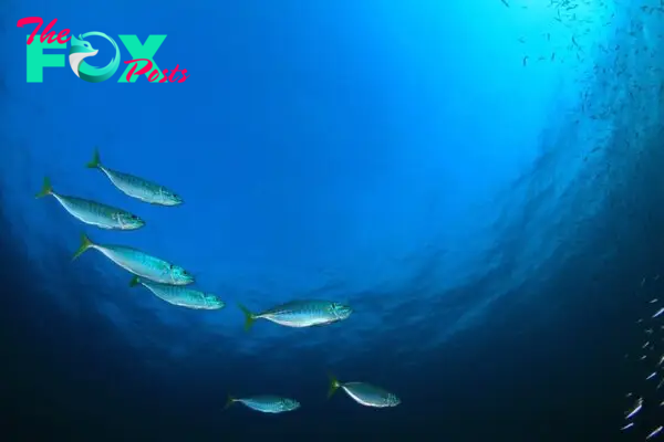 Mackerel swimming in blue ocean