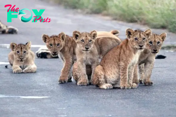 In the morning, a few lion cubs woke up and played with each other, and many others still fell asleep in the middle of the road.