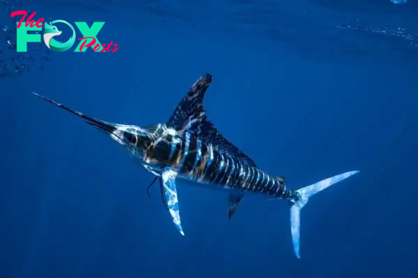 Marlin going to the surface of the ocean