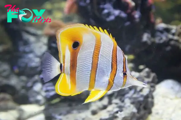 Butterfly Fish in clear pond