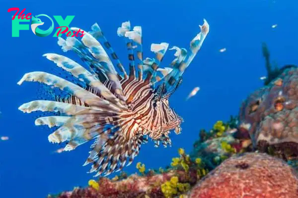 Lionfish on top of a coral