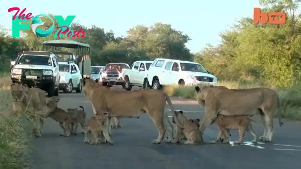 When they reached the road, the lions were still sleeping.  They honked their horns, but they still wouldn't move from the road.