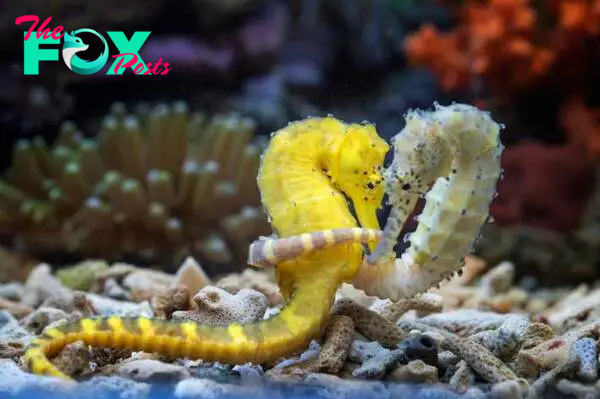 Two seahorse hugging each other