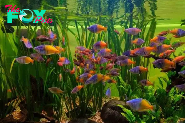 Rainbowfish inside an aquarium