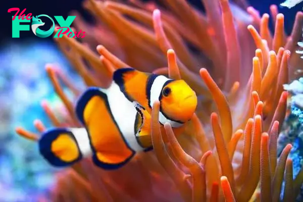 Clownfish in the middle of corals
