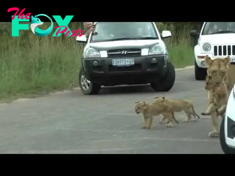 A few cars tried to inched up, around the lions.  Many people take out their phones to take photos and videos because this rarely happens.