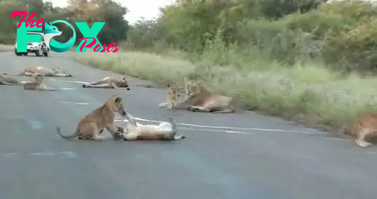 A herd of lions has spilled onto the road running through Kruger National Park, South Africa to sleep.