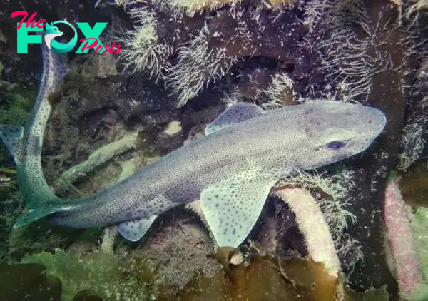 Dogfish laying on a coral