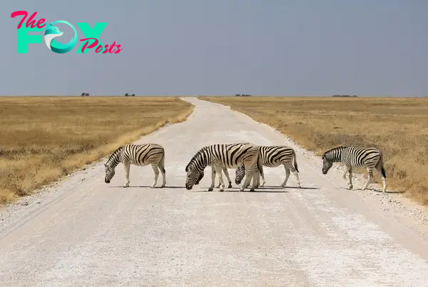 zebras crossing road
