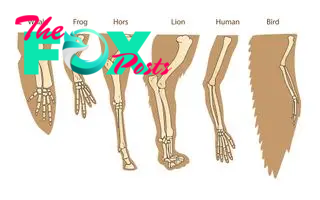 a diagram showing the bone structure of a human arm, lion forelimb, whale front flipper and bird wing.