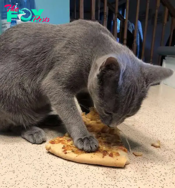 Hannah the stray kitten enjoys playing at her new home