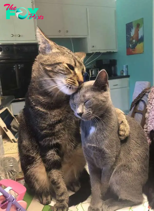 Buddy hugs his cat sister Hannah