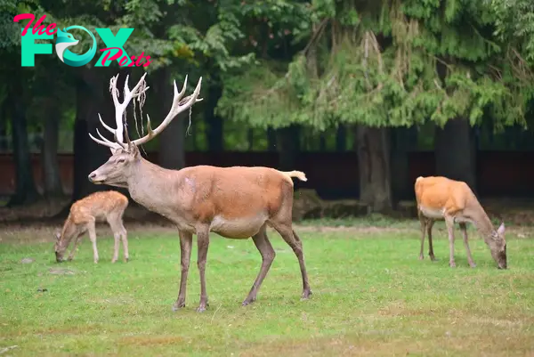 Big deer and roe deer in Bialowieza national park