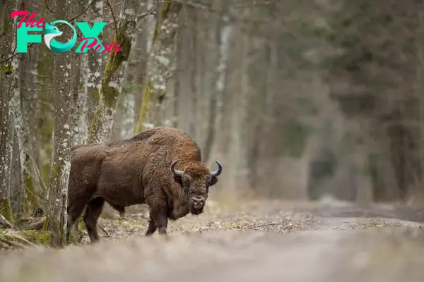 European bison in białowieża forest