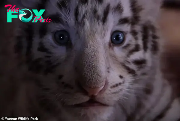 There are only very few white tigers in the world - only about 250 in captivity