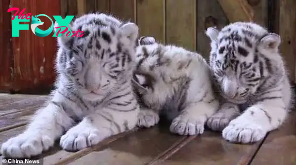 The newborn white tiger triplets struggle to stay awake as they made their first public appearance at the Yunnan Wildlife Park in south-west China's Kunming city