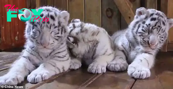 Footage of the cubs shows them sporting their iconic black stripes and tawny white coats