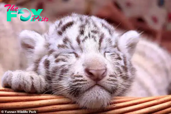The cubs are the newest addition to the six white tigers born last year at the Chinese zoo