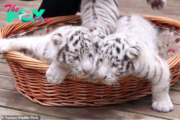 A competition is being held during the country's national holiday to name the three cubs