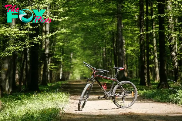 bike on the road in the Bialowieza Forest