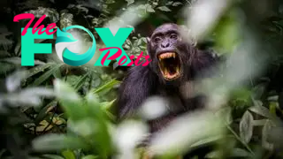 Chimpanzee from Kibale National Park screaming in center frame..