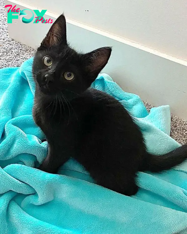 black cat sitting on blue towel