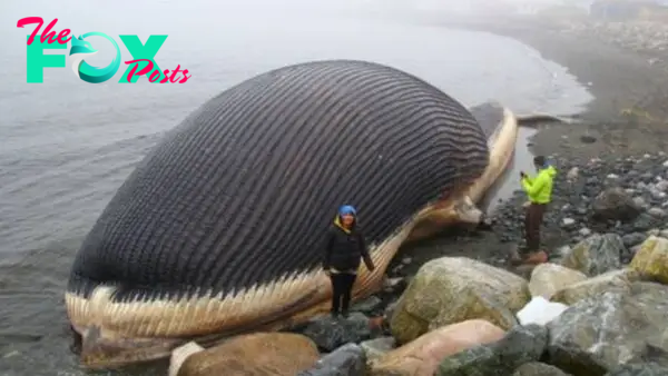 biggest-sea-creatures-around-the-world-youtube
