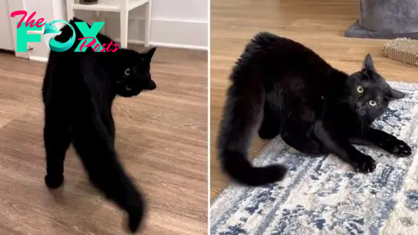 Lupin The House Panther Will Steal Your Heart With His Everyday Quirks