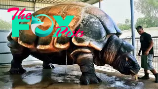 20 Turtles You Won't Believe Actually Exist - YouTube