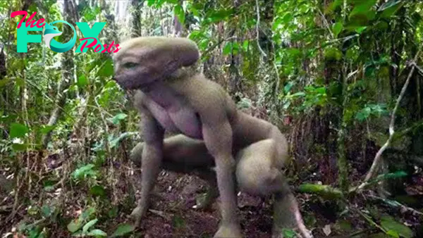 Bizarre Creatures Discovered In The Amazon Jungle