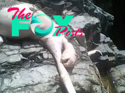 Photo: Mystery 'alien-beast' in Panama is likely a sloth