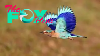 An Indian roller middair with blue wings outstretched.