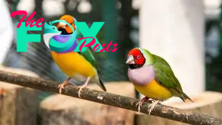 Two differently colored Gouldian finches on a branch.