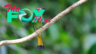 A red-bearded bee-eater sitting on a branch with a blurry background.