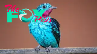 A spangled cotinga sitting on a branch.