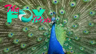 A close up of an Indian peafowl with its tail spread out.