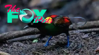 A male Wilson's bird of paradise foraging on the forest floor.