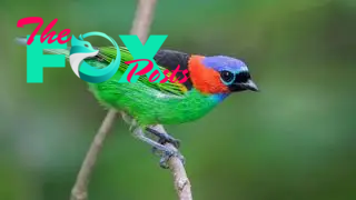 A rednecked tanager perching on a branch.