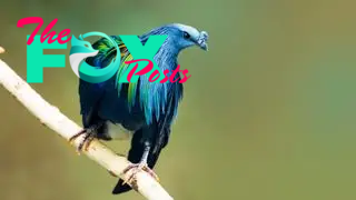 A Nicobar pigeon sitting on a branch.