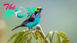 A paradise tanager perched on the end of a branch.