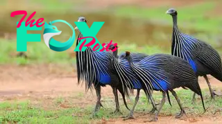 A group of five vulturine guineafowl walking on dry ground and patchy grass.