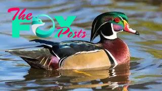 A male wood duck swimming in water with his colorful feather reflected.