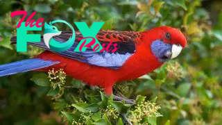 A crimson rosella sitting on a branch.