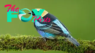 A golden-hooded tanager sitting on a mossy branch.