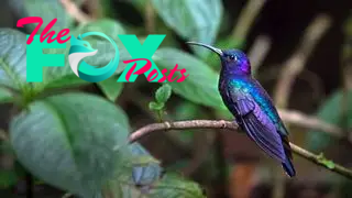 A violet sabrewing perched on a branch with a leafy background.