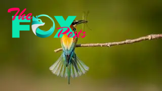 A European bee-eater sitting on a branch with a dragonfly in its beak.